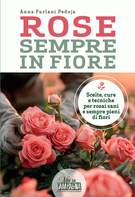 Rose sempre in fiore